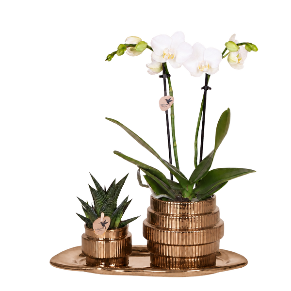 Orchidée Phalaenopsis blanche Mineral Amabilis et succulente - coffret Allure Shiny bronze