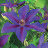 Clématite Mrs N. Thompson - Clematis - lot de 2 plants - H 40 cm, pot Ø11 cm