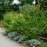 Althéa Woodbridge - H 45 cm, pot Ø17 cm