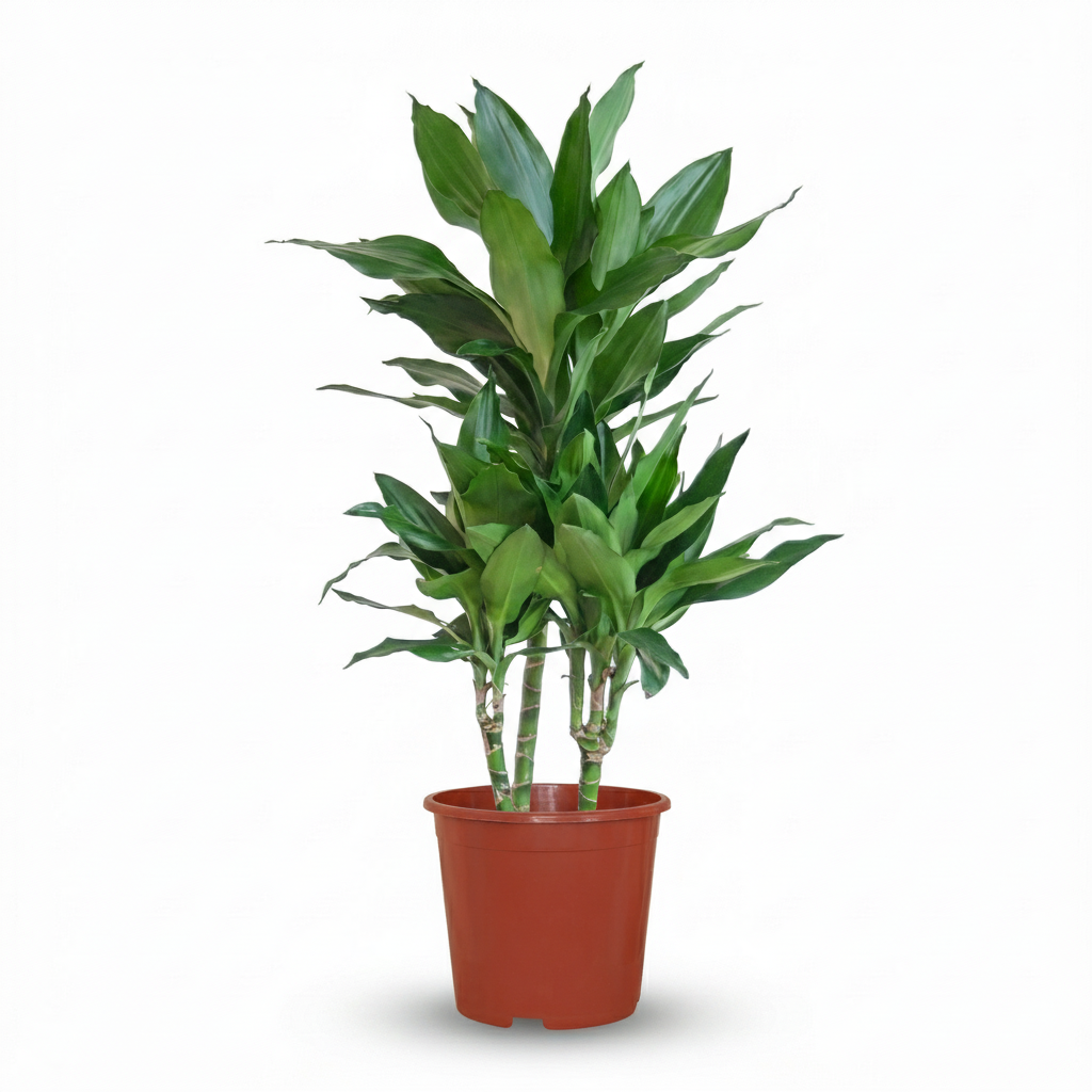 Dracaena Janet Craig – Dracanea d'intérieur