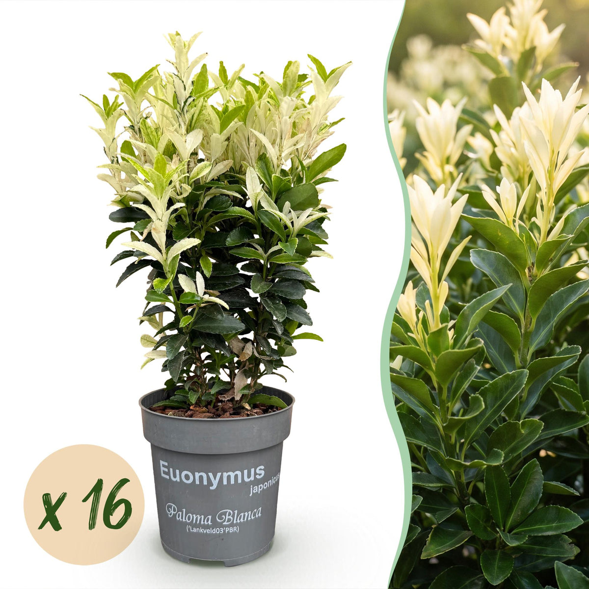 Kit haie Fusain du Japon Paloma Blanca - H 20-30 cm, pot Ø9 cm