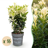 Kit haie Fusain du Japon Paloma Blanca - H 20-30 cm, pot Ø9 cm