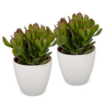 Crassula ovata avec cache-pots blancs - Arbre de jade - lot de 2