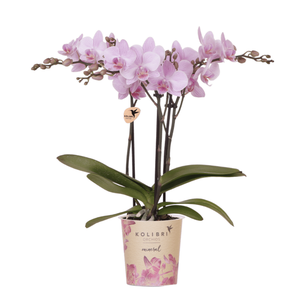 Orchidée Phalaenopsis rose Mineral Chamberry