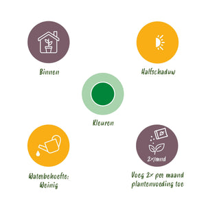 Dracaena surculosa – Lot de 1 – Pot 17 cm – Hauteur 60-70 cm