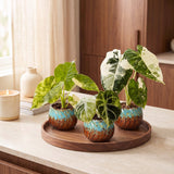 Baby Alocasia Tricolour Variegata avec cache-pots cuivre - lot de 3 mini plantes