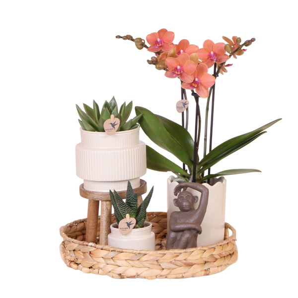 Orchidée Phalaenopsis orange Mineral Bolzano et 2 succulentes - coffret Desert Summer blanc