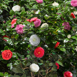 Camélia du Japon Tricolor - Camellia japonica - H 30 cm, pot Ø15 cm