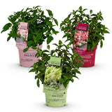 Hortensia paniculé Groundbreaker en mélange - H 20-25 cm, pot Ø14 cm