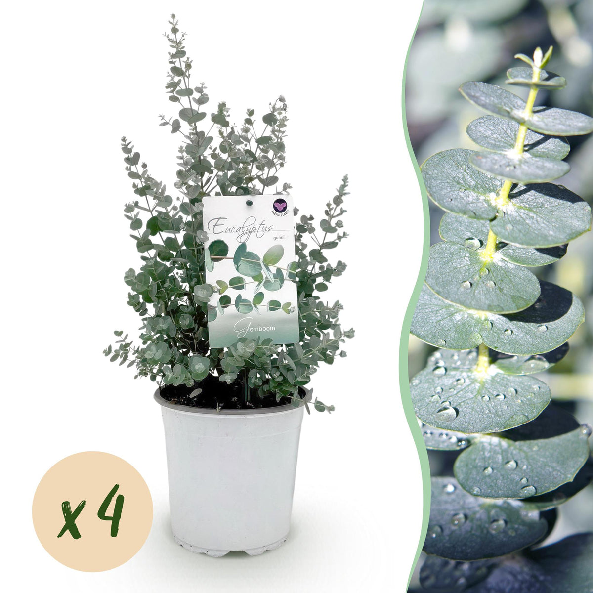Eucalyptus gunnii - 4 plants - H 40 cm, pot Ø17 cm