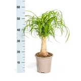 Beaucarnea Recurvata - Tronc