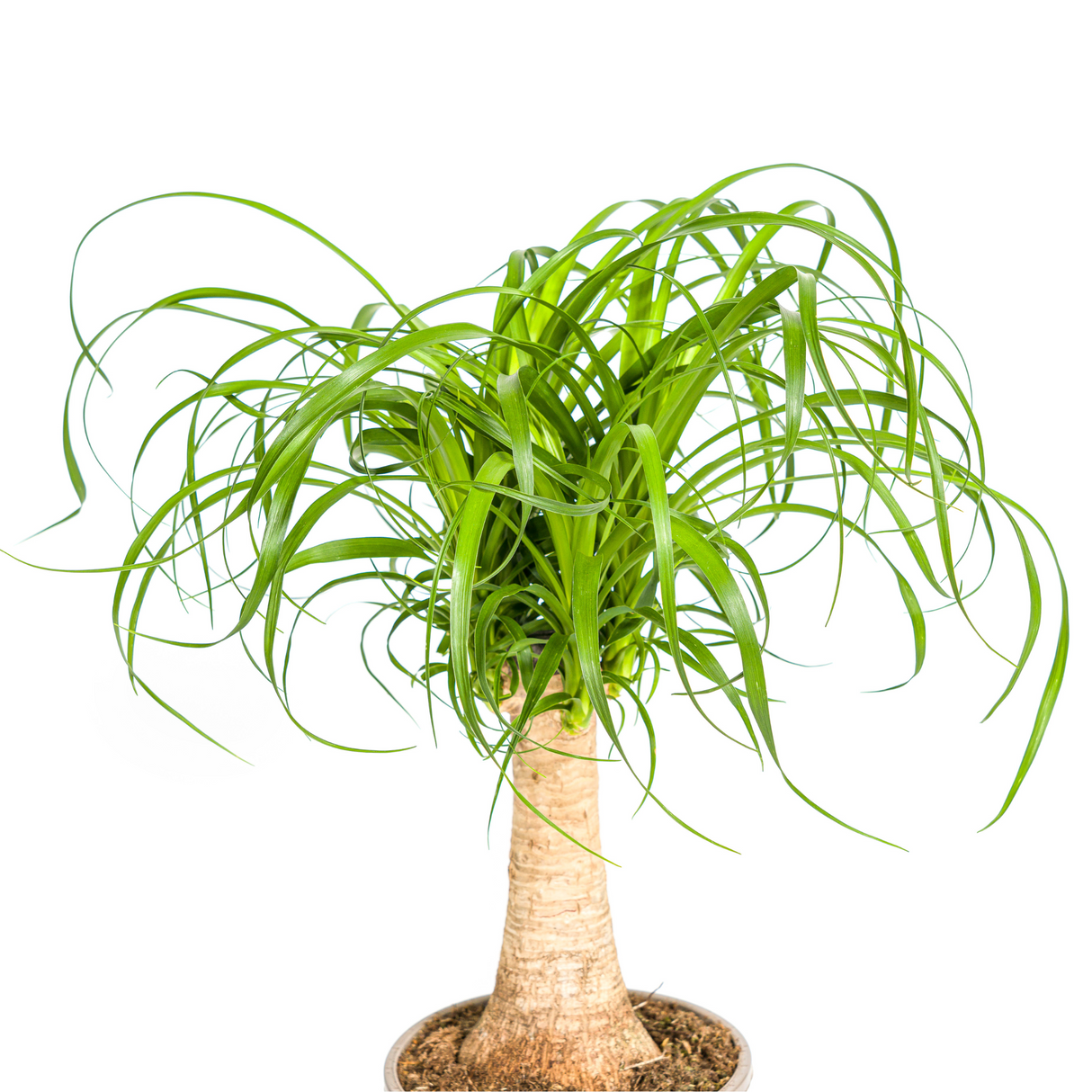 Beaucarnea Recurvata - Tronc