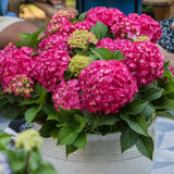 Hortensia Endless Summer Summer Love Red - Hydrangea macrophylla - H 20-25 cm, pot Ø14 cm
