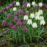 Fritillaire pintade en mélange - calibre 6/7