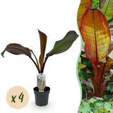 Bananier d'Abyssinie rouge Maurelii - Ensete ventricosum - 4 plants - H 30 cm, pot Ø12 cm
