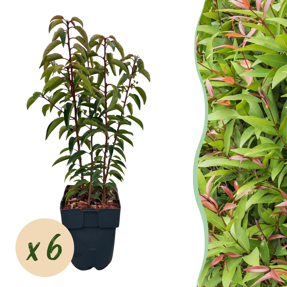 Laurier du Portugal Angustifolia pour haie - 6 plants pour 1 m - H 50 cm, pot Ø17 cm
