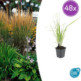 Calamagrostis Karl Foerster en godet - Calamagrostis x acutiflora - H 10-25 cm, pot Ø9 cm