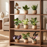 Baby plantes surprise - lot de 3 à 12 mini plantes tropicales - pot Ø6 cm - photo 4