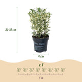 Kit haie Houx japonais Convexa - H 20-30 cm, pot Ø9 cm