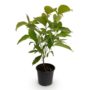 Cornus mas – Lot de 1 – Pot 12 cm – Hauteur 35 cm