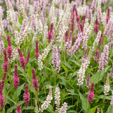 Persicaires en mélange - H 15-25 cm, pot Ø11 cm - photo 5