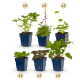 Pack massif d'ombre en mélange - H 15-25 cm, pot Ø11 cm