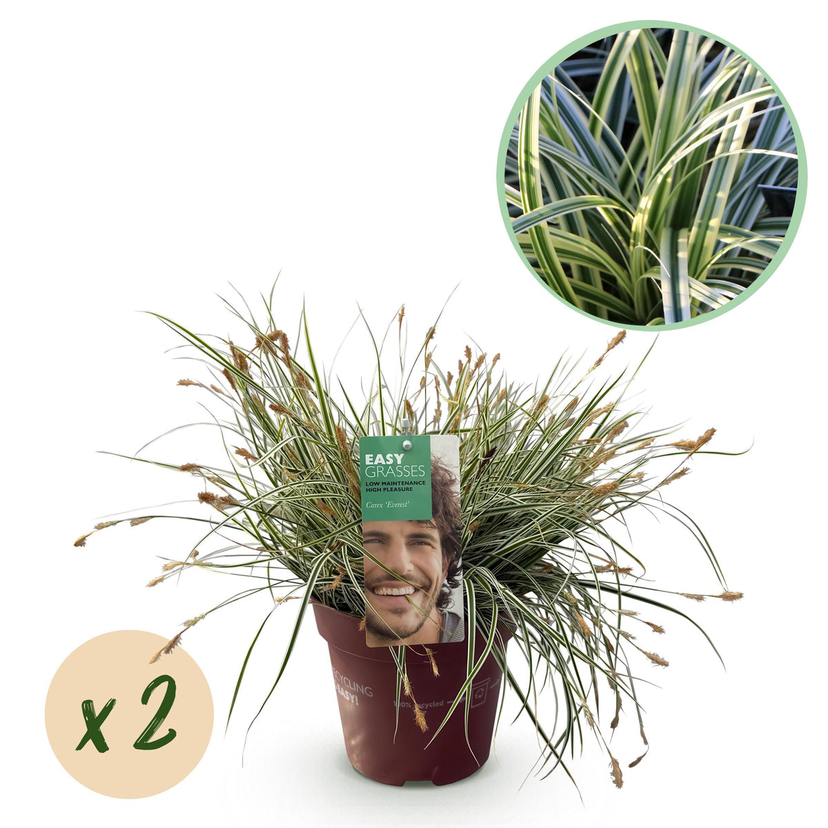 Carex Everest - 2 plants - H 50 cm, pot Ø17 cm