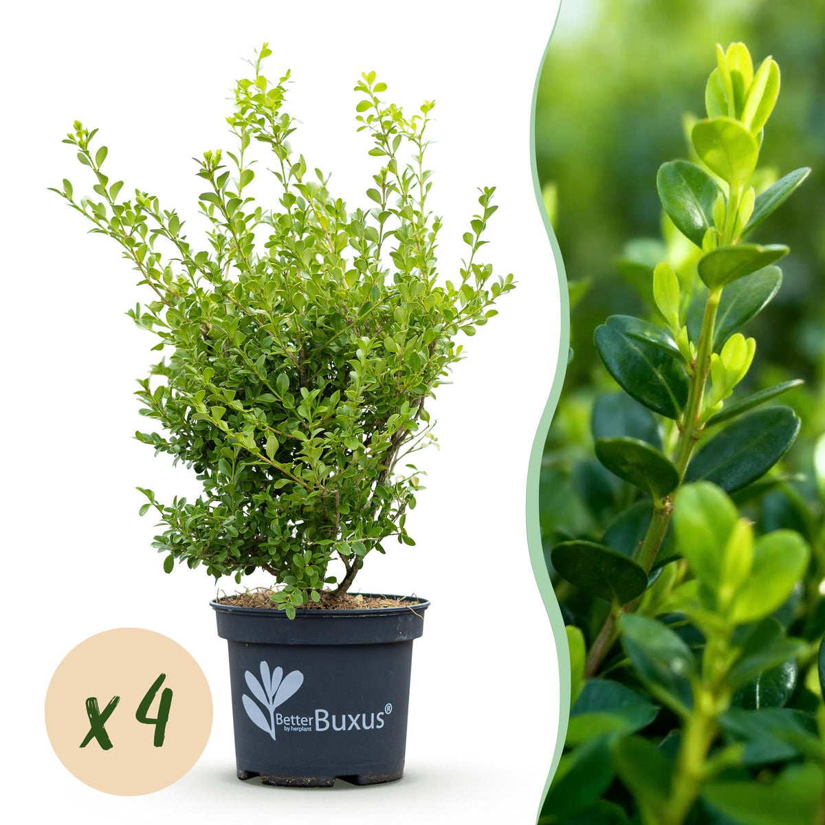 Buis BetterBuxus Babylon Beauty pour haie - 4 plants pour 1 m - H 50-55 cm, pot Ø19 cm