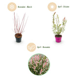 Saule crevette Flamingo - H 40-50 cm, pot Ø17 cm