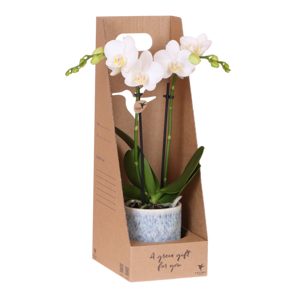 Orchidée Phalaenopsis blanche Mineral Amabilis - cache-pot Sky et boîte cadeau