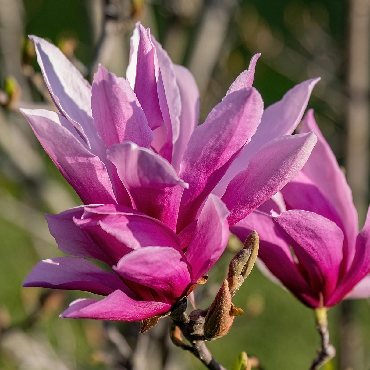 Magnolia liliiflora Nigra – Lot de 3 – Pot 12 cm