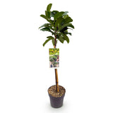 Laurier-cerise Etna sur tige - Prunus laurocerasus - H 90 cm, pot Ø19 cm