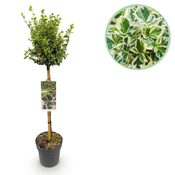 Fusain Emerald Gaiety sur tige - Euonymus fortunei