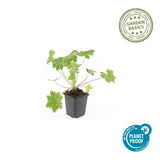Géranium à grosses racines Ingwersen's Variety en godet - Geranium macrorrhizum - H 10-25 cm, pot Ø9 cm - photo 4