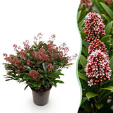 Skimmia Rubella - H 60 cm, pot Ø19 cm