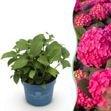 Hortensia Endless Summer Summer Love Red - Hydrangea macrophylla - H 20-25 cm, pot Ø14 cm