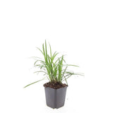 Liriope Monroe White en godet - Liriope muscari - H 10-25 cm, pot Ø9 cm - photo 3