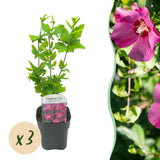 Althéa Woodbridge - H 45 cm, pot Ø17 cm