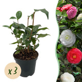 Camélia du Japon Tricolor - Camellia japonica - 3 plants - H 30 cm, pot Ø15 cm
