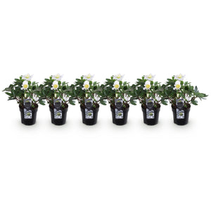 Helleborus Christmas Carol – Lot de 6 – Pot 10,5 cm