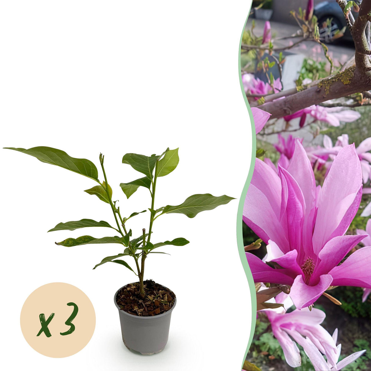 Magnolia Susan – Lot de 3 – Pot 12 cm – Hauteur 30 cm