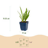 Duo d'agapanthes bleu et blanc - H 15-25 cm, pot Ø11 cm