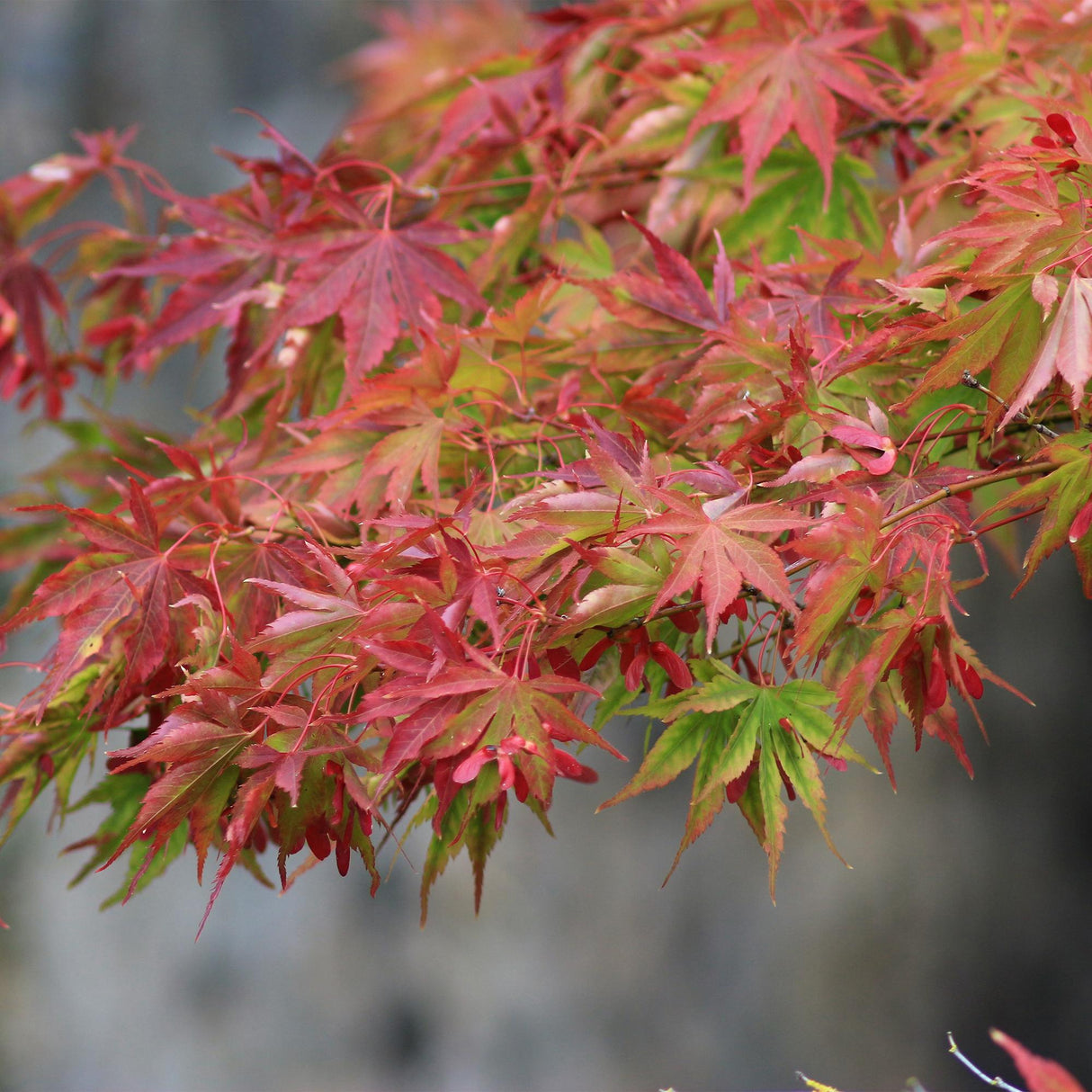 Acer palmatum Beni-maiko – Lot de 3 – Pot 12 cm