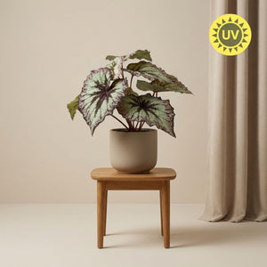 Begonia plante artificielle