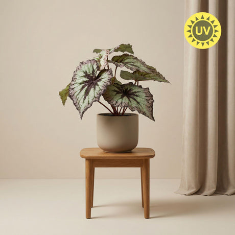 Begonia plante artificielle h26cm