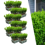 Buis NewGen Freedom en godet - 72 plants - H 15 cm, pot Ø7 cm