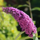 Buddleia Pink Delight - Arbre aux papillons rose - H 45 cm, pot Ø17 cm