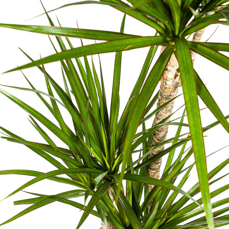 Dracaena Marginata Verte