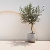 Olivier sur tige - Olea europaea - H 90 cm, pot Ø19 cm
