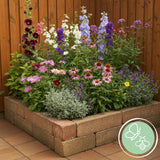 Kit de vivaces pour abeilles et papillons - 8 plants pour 1 m² - H 25 cm, pot Ø11 cm